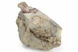 Fossil Oreodont (Eporeodon) Skull - South Dakota #249250-6